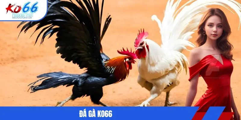 đá gà KO66