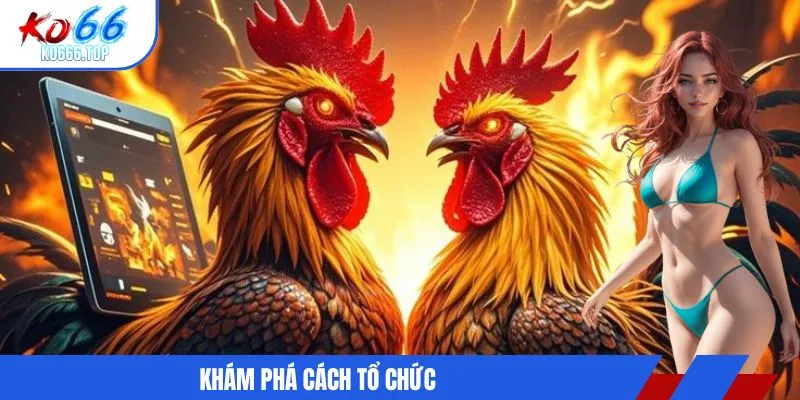 Khám phá cách tổ chức