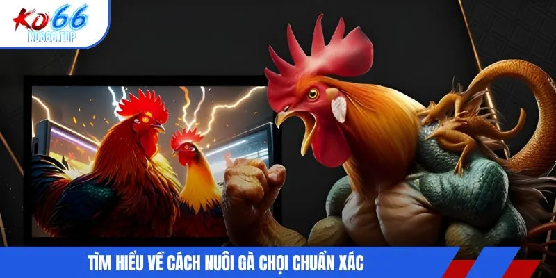 Tìm hiểu về cách nuôi gà chọi chuẩn xác